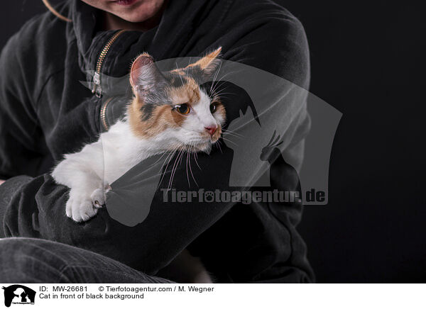 Katze vor schwarzem Hintergrund / Cat in front of black background / MW-26681