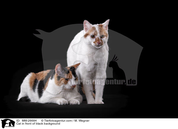 Katze vor schwarzem Hintergrund / Cat in front of black background / MW-26684