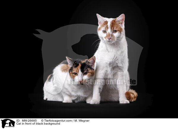 Katze vor schwarzem Hintergrund / Cat in front of black background / MW-26685