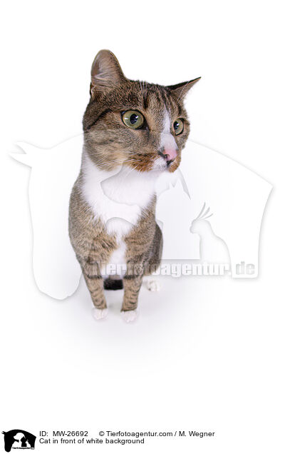 Katze vor weiem Hintergrund / Cat in front of white background / MW-26692