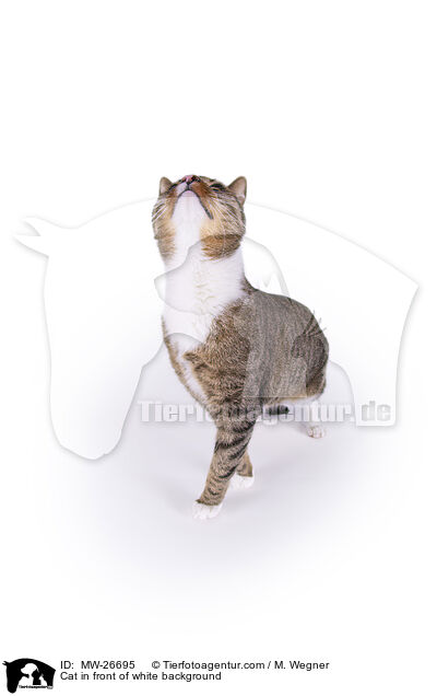 Katze vor weiem Hintergrund / Cat in front of white background / MW-26695