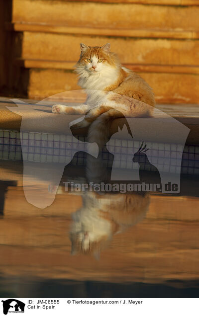 Katze in Spanien / Cat in Spain / JM-06555