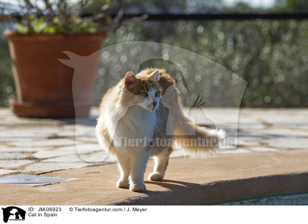 Katze in Spanien / Cat in Spain / JM-06923