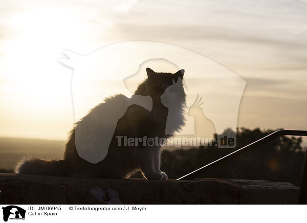 Katze in Spanien / Cat in Spain / JM-06945