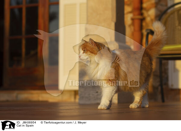 Katze in Spanien / Cat in Spain / JM-06954