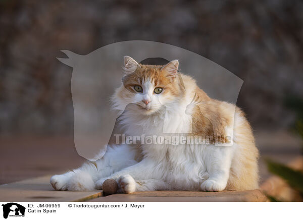 Katze in Spanien / Cat in Spain / JM-06959