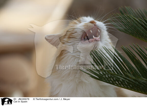 Katze in Spanien / Cat in Spain / JM-06976