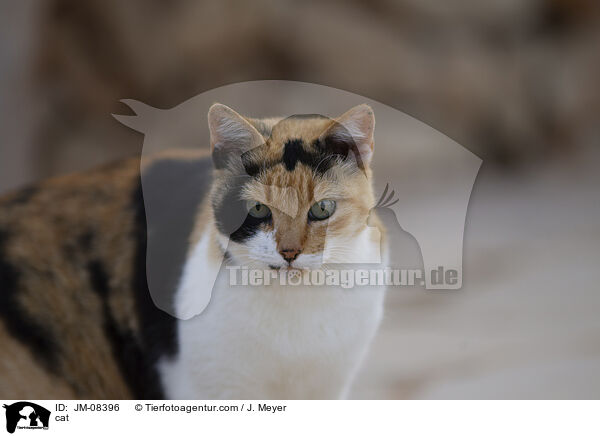 Katze / cat / JM-08396