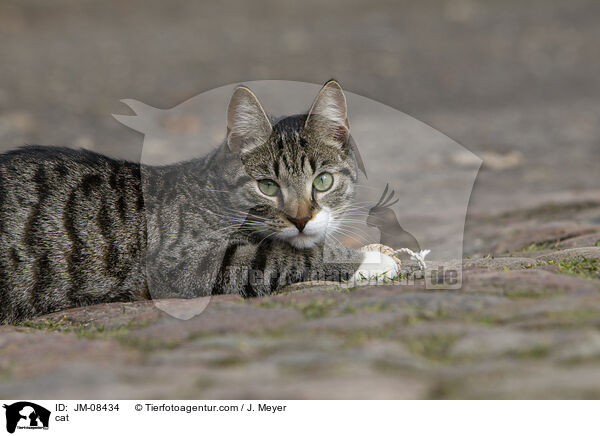 Katze / cat / JM-08434