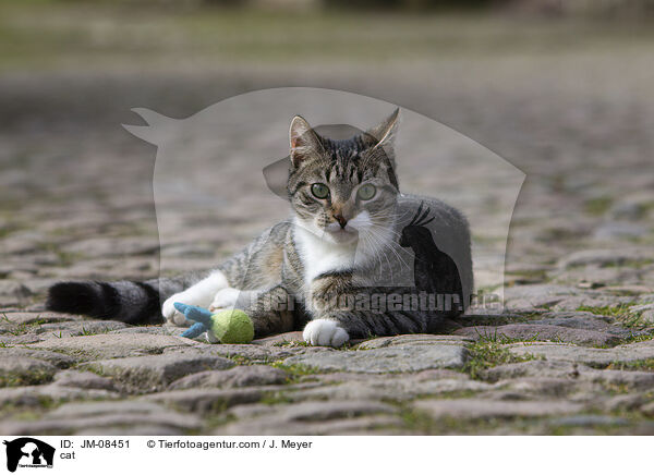 Katze / cat / JM-08451