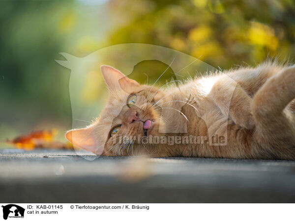 Katze im Herbst / cat in autumn / KAB-01145