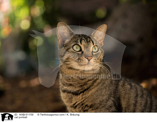 cat portrait / KAB-01159