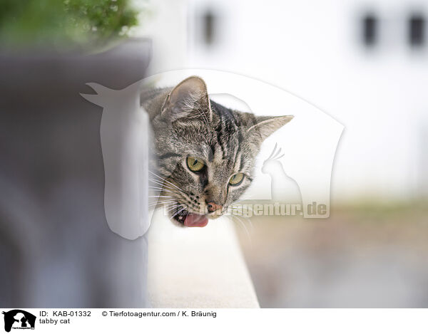 getigerte Katze / tabby cat / KAB-01332