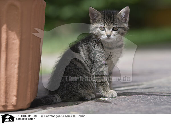 Hauskatze Ktzchen / domestic kitten / HBO-04948