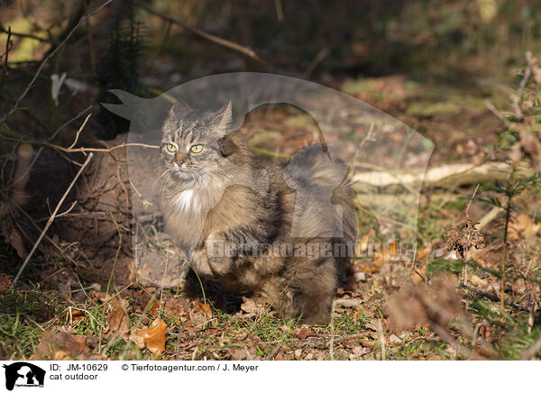 Katze drauen / cat outdoor / JM-10629