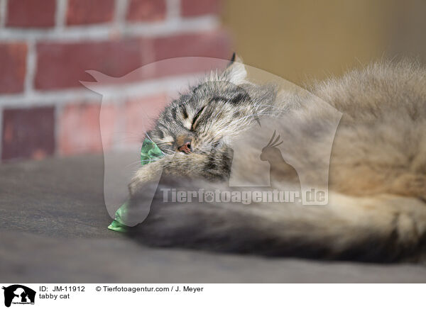getigerte Katze / tabby cat / JM-11912