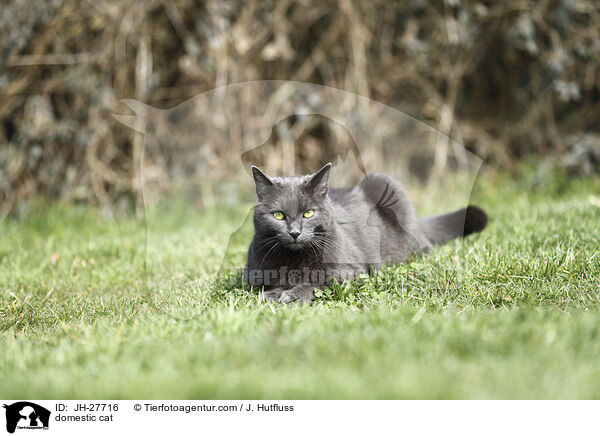 domestic cat / JH-27716