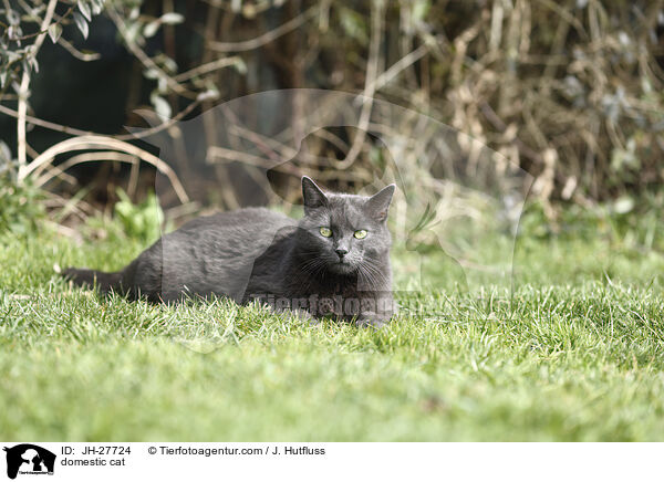 domestic cat / JH-27724