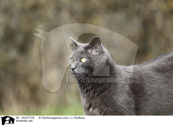 domestic cat / JH-27739