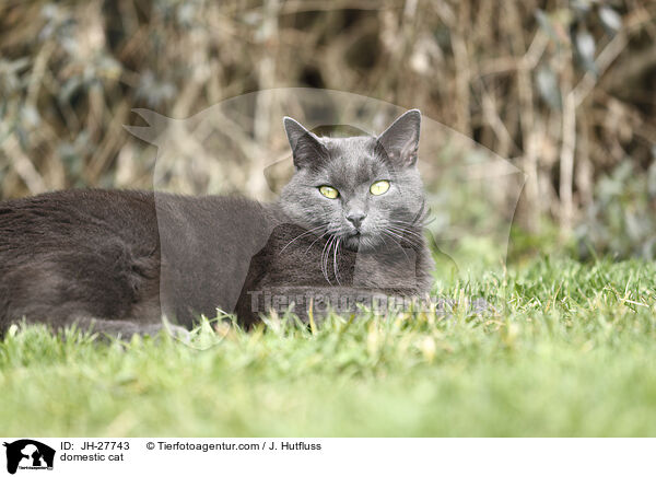 domestic cat / JH-27743