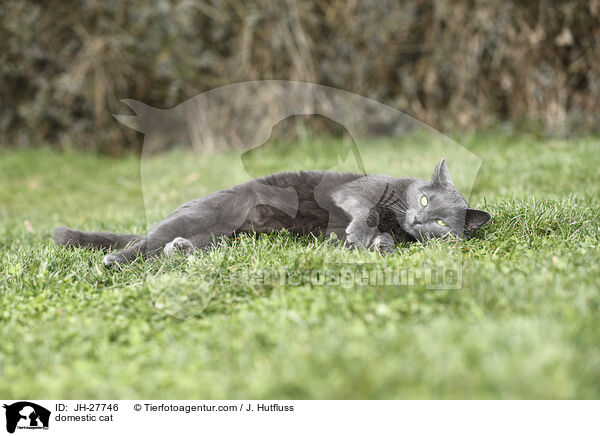 domestic cat / JH-27746