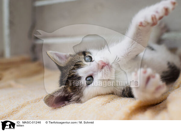 Ktzchen / kitten / MASC-01246