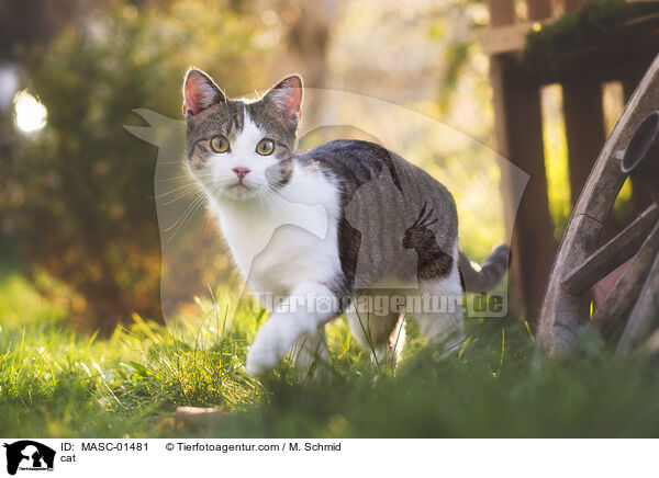 Katze / cat / MASC-01481