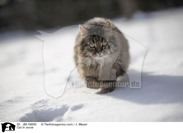 Cat in snow / JM-18890
