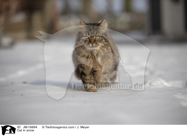 Cat in snow / JM-18894