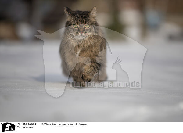 Cat in snow / JM-18897