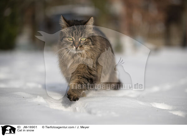 Cat in snow / JM-18901