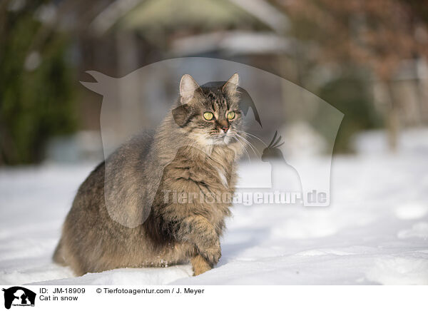 Cat in snow / JM-18909