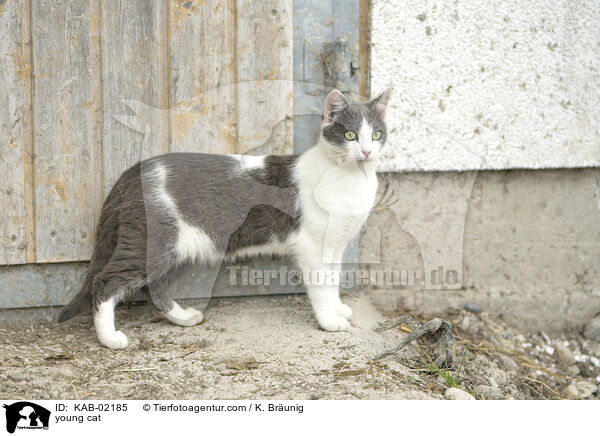 junge Katze / young cat / KAB-02185