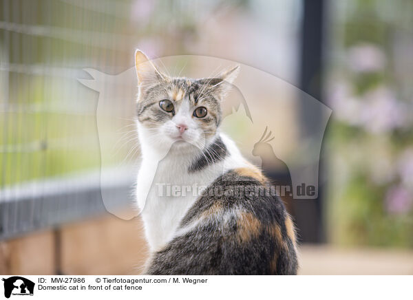 Domestic cat in front of cat fence / MW-27986