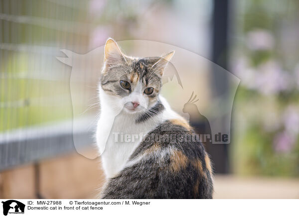 Domestic cat in front of cat fence / MW-27988