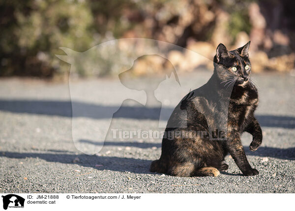 Hauskatze / doemstic cat / JM-21888