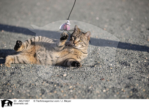 Hauskatze / doemstic cat / JM-21897