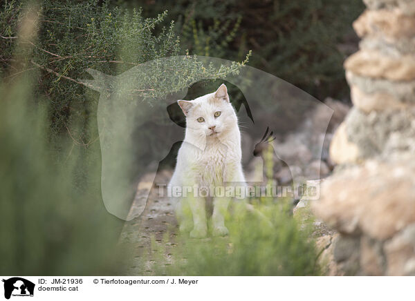 Hauskatze / doemstic cat / JM-21936