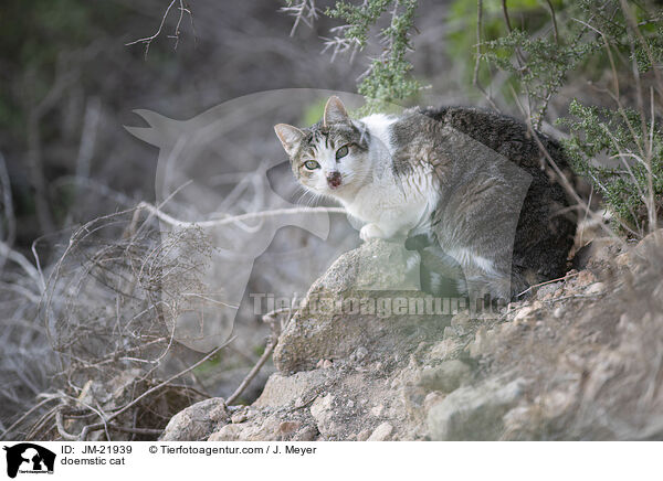 Hauskatze / doemstic cat / JM-21939