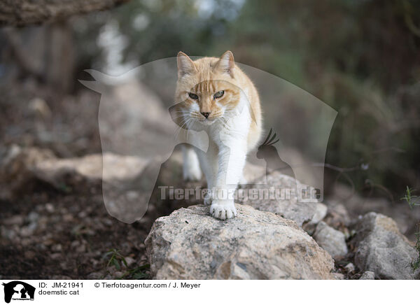 Hauskatze / doemstic cat / JM-21941