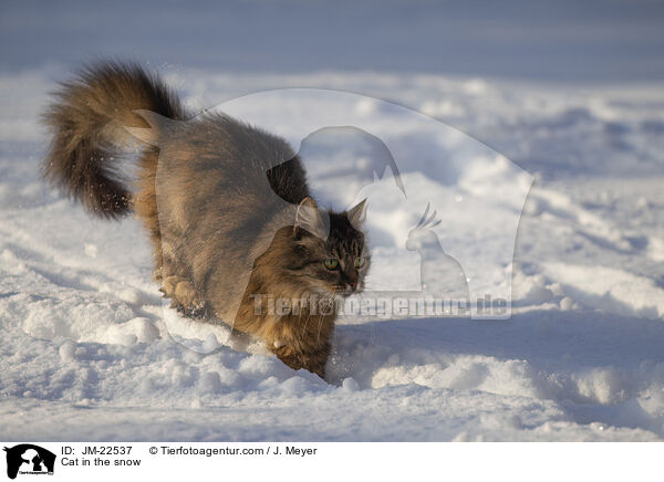 Katze im Schnee / Cat in the snow / JM-22537