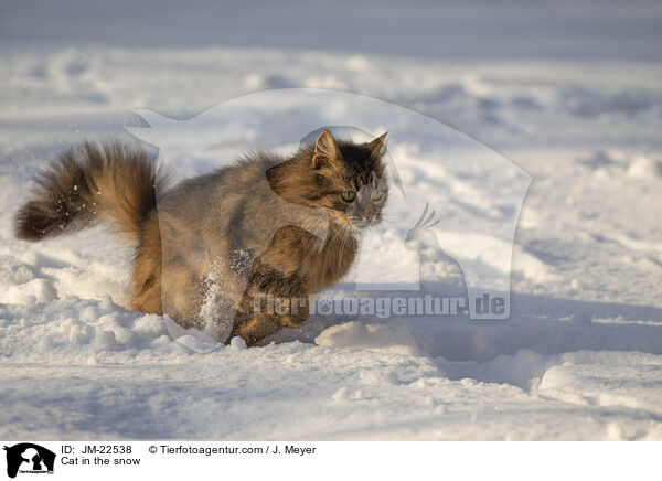 Katze im Schnee / Cat in the snow / JM-22538