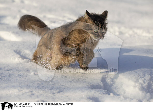 Katze im Schnee / Cat in the snow / JM-22541