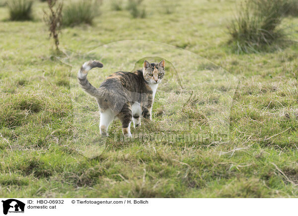 Hauskatze / domestic cat / HBO-06932