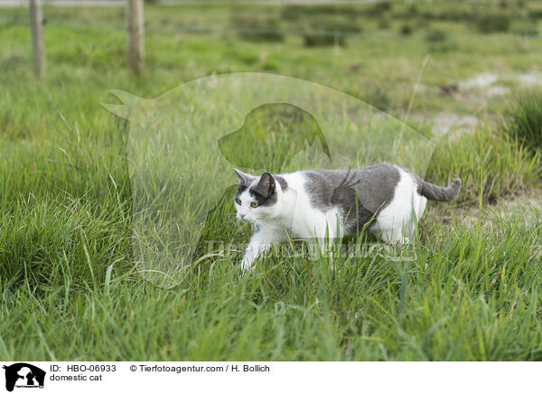 Hauskatze / domestic cat / HBO-06933