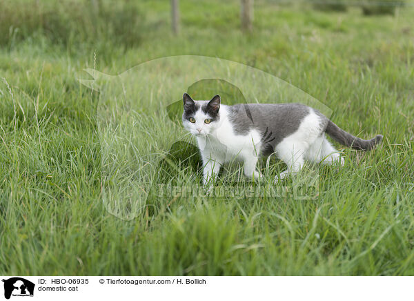 Hauskatze / domestic cat / HBO-06935