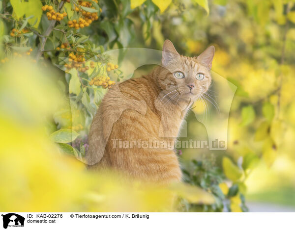 Hauskatze / domestic cat / KAB-02276