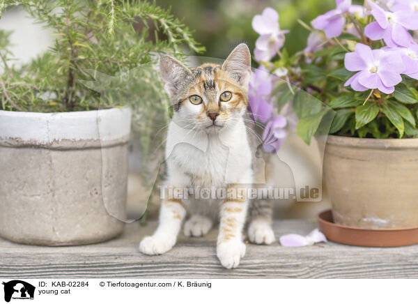 junge Hauskatze / young cat / KAB-02284