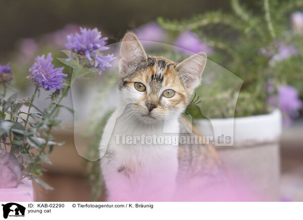 junge Hauskatze / young cat / KAB-02290