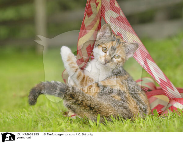 junge Hauskatze / young cat / KAB-02295